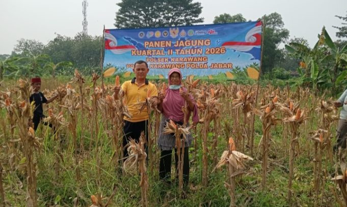 Kapolsek Karawang Tinjau Jagung Hibrida 1 Hektare di Warungbambu, Siap Masuki Masa Panen Kapolsek Karawang Bersama Petani Cek Perkembangan Jagung Hibrida. (AlexaPodcast.ID)