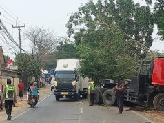 Trailer Oleng dan Hantam Pohon di Jalan Raya Badami, Sopir Dilarikan ke RSUD Karawang
