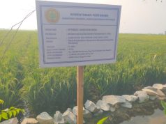 Diduga Gunakan Material Kualitas Rendah, Proyek Irigasi Gapoktan Bina Tani Dipertanyakan